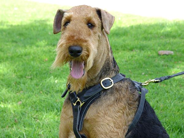 Bestseller Laufgeschirr Leder für Airedale Terrier - zum Schließen ins Bild klicken