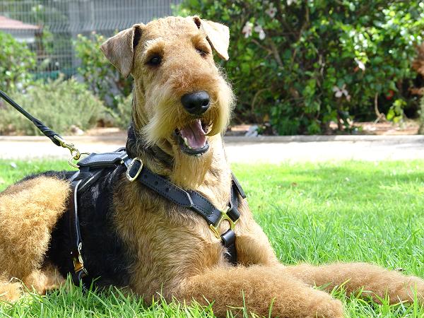 Bestseller Airedale Terrier Hundegeschirr aus Leder - zum Schließen ins Bild klicken