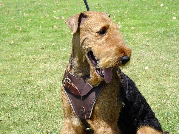 Airedale Terrier Hetz-Hundegeschirr aus Leder - zum Schließen ins Bild klicken