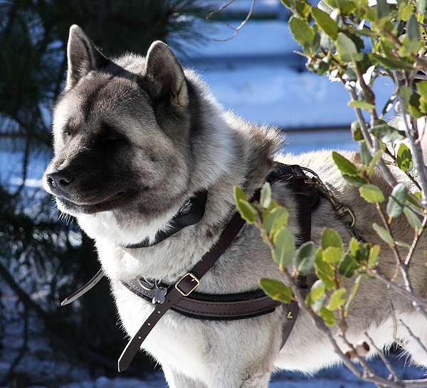 Bestseller Hundegeschirr Leder für Husky, Zuggeschirr & Suchgeschirr ❺