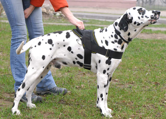 Dalmatian Nylon Multi-Purpose Dog Harness - Click Image to Close
