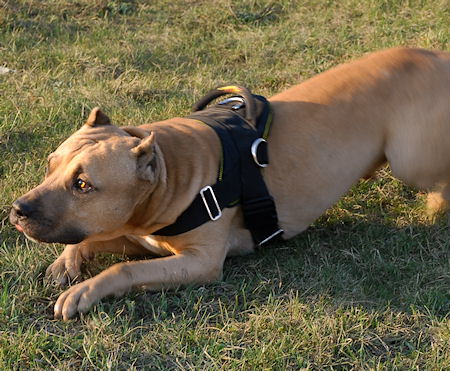 Bestseller Allwetter-Geschirr für Amstaff, Hundeausbildung und Sport - zum Schließen ins Bild klicken