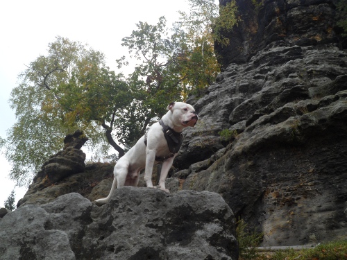 Bestseller Hundegeschirr K9 Leder für Amerikanische Bulldogge, Gepolstert