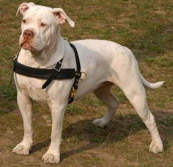 American Bulldog Lauf-Hundegeschirr aus Leder - zum Schließen ins Bild klicken