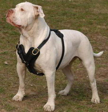 Bestseller Edles Hundegeschirr aus Leder für Amerikanische Bulldogge - zum Schließen ins Bild klicken