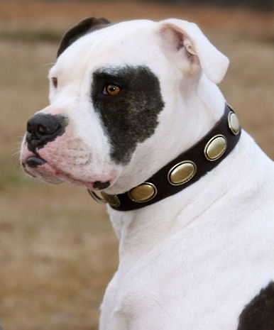 American Bulldog Besonders "Retro" Hundehalsband aus Leder C103 - zum Schließen ins Bild klicken