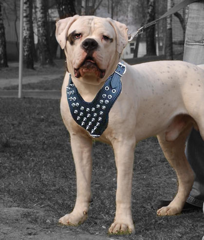 American Bulldog Leder Lauf-Hundegeschirr mit Spikes - zum Schließen ins Bild klicken