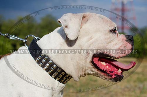 Genietetes Leder Halsband für Amerikanische Bulldogge