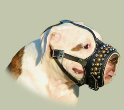 American Bulldog Hundemaulkorb aus Leder mit bolzen - zum Schließen ins Bild klicken