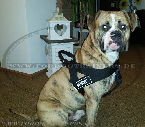 Bestseller Allwetter-Hundegeschirr aus Nylon für Amerikanische Bulldogge