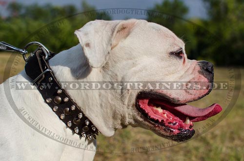 Bulldogge Hundehalsband aus Leder, Exklusiv