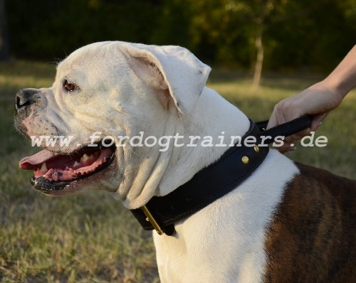 Halsband aus Leder mit Griff für Amerikanische Bulldogge - zum Schließen ins Bild klicken