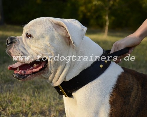 Leather Dog Collar with Handle for American Bulldog