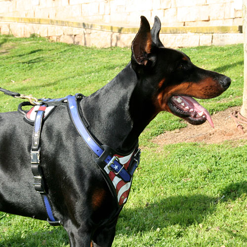 Dobermann Hetz-Mantrailing Hundegeschirr aus Leder "USA" Stil - zum Schließen ins Bild klicken