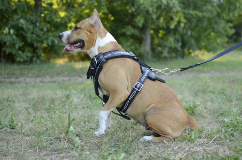 Bemaltes Geschirr Leder für Amstaff, Draht Design - zum Schließen ins Bild klicken