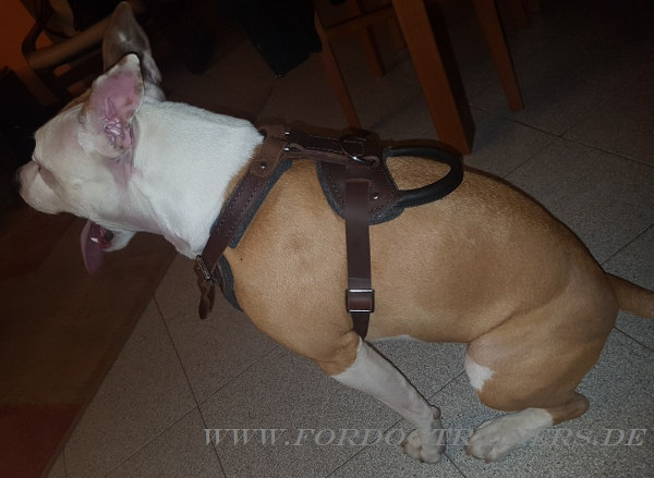 Agitation Leather Dog Harness for Amstaff