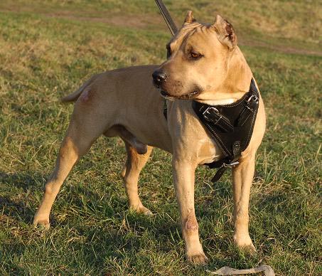 Amstaff Hetzgeschirr aus Leder - zum Schließen ins Bild klicken