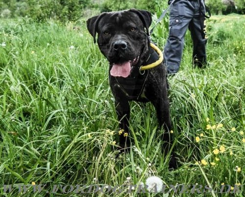 Bestseller Bandog Hundehalsband aus Nylon mit Handschlaufe