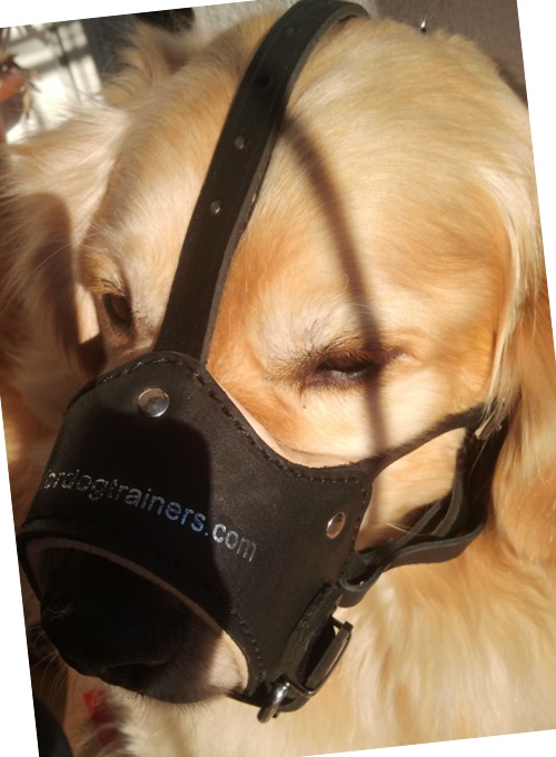 Leather Muzzle for Golden Retriever