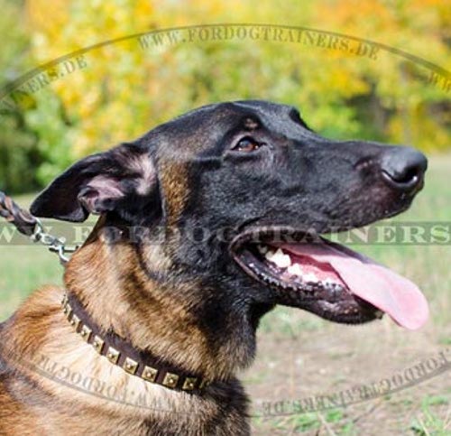 Malinois Lederhalsband "Caterpillar"|Nietenhalsband für Hunde