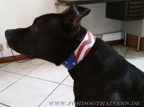 Hundehalsband für Amstaff als Amerikanische Flagge