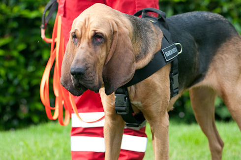 Bestseller Bloodhound Nylon Hundegeschirr mit Klettlogos