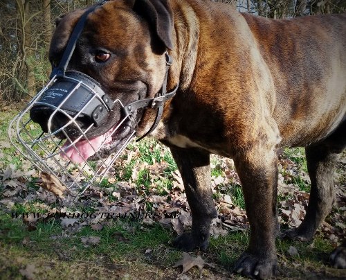 Wire Basket Dog Muzzle for Boerboel Mastiff