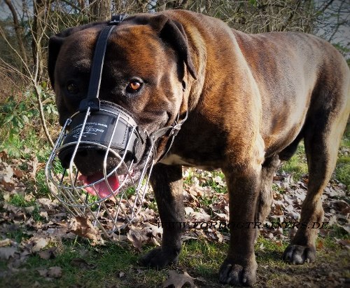 Wire Basket Dog Muzzle for Boerboel Mastiff