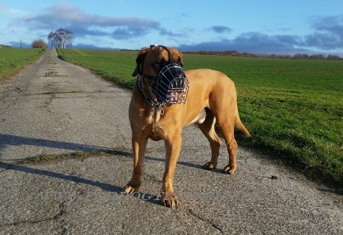 Wire Basket Dog Muzzle for Boerboel Mastiff