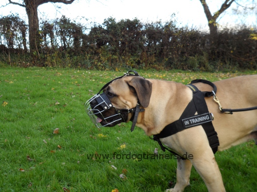 Bestseller Drahtmaulkorb für Boerboel - zum Schließen ins Bild klicken