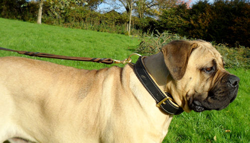 Bestseller Boerboel Perfekt Hundehalsband aus Leder
