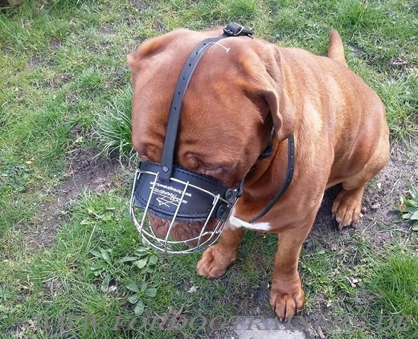 Wire Dog Muzzle for Dogue de Bordeaux