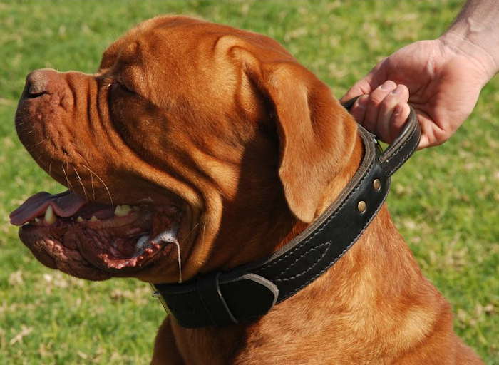 Bestseller Bordeauxdogge Hetzhalsband aus Leder mit Griff - zum Schließen ins Bild klicken