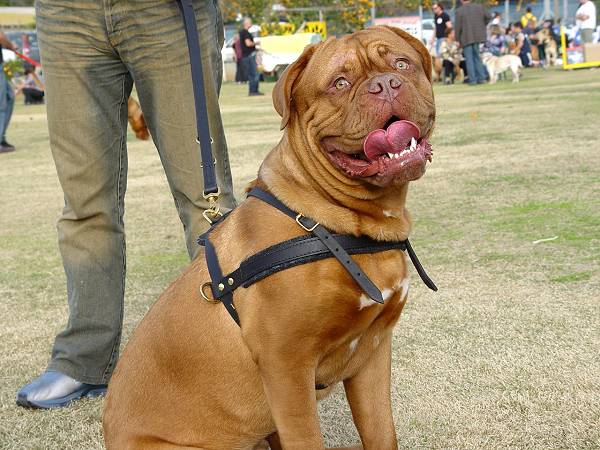 Bordeauxdogge Such-/ Zug- /Lauf-Hundegeschirr aus Leder - zum Schließen ins Bild klicken