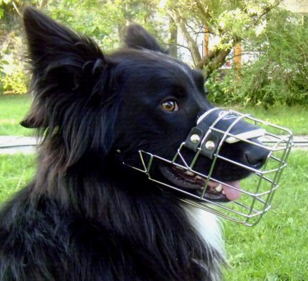 Bestseller Border-Collie Maulkorb aus Draht