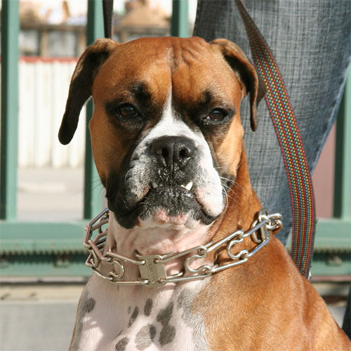 Boxer Kette, Halsband