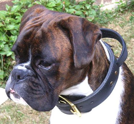 Bestseller Boxer Hetz-Hundehalsband aus Leder mit Griff