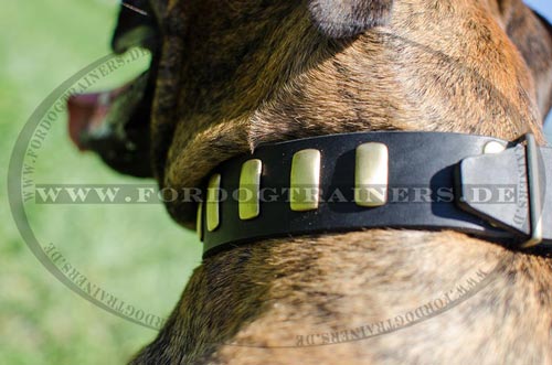 German Boxer Studded Collar with Brass Plates - Click Image to Close