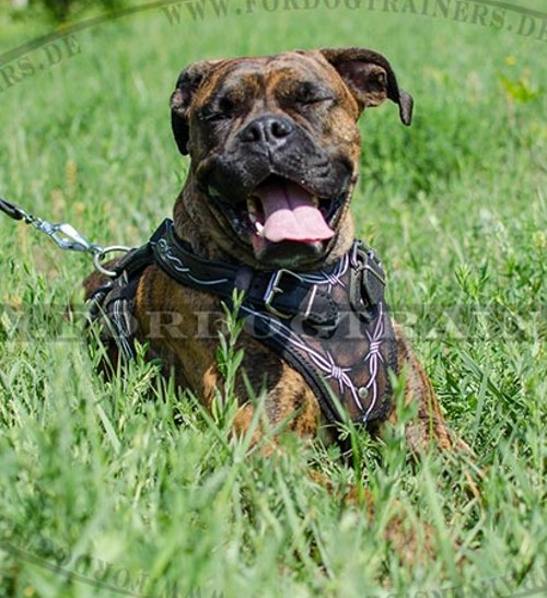 Leder Hundegeschirr Design für Deutschen Boxer