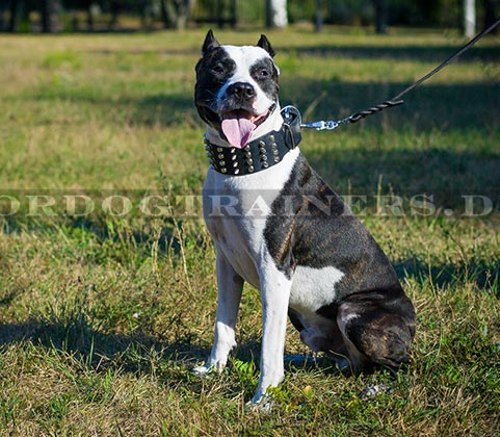 Hundehalsband aus Leder für Pitbull Terrier