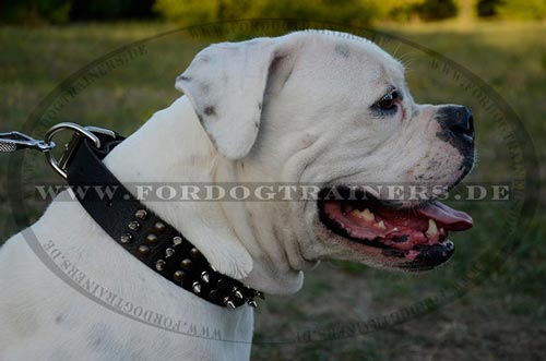 Amerikanische Bulldoge Hundehalsband mit Nieten