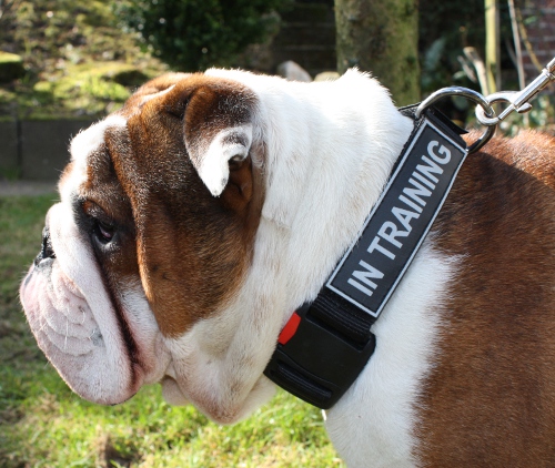 Nylon English Bulldog Collar with Patches