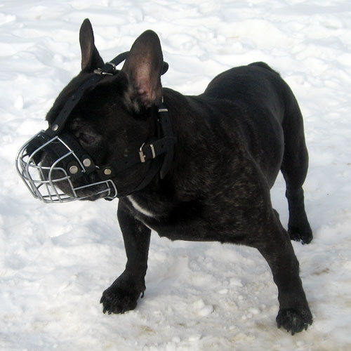 Wire Dog Muzzle for French Bulldog