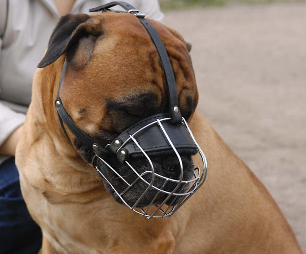 Bestseller Maulkorb kaufen Sie für Bullmastiff aus Draht, bester!