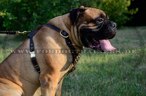 Bullmastiff Geschirr aus Leder mit Nieten fuer Auslauf