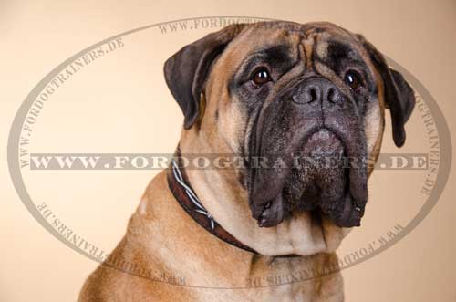 Bullmastiff Hunde Halsband Leder Exklusiv - zum Schließen ins Bild klicken