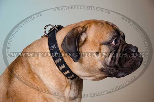 Hundehalsband Breit Exklusiv - zum Schließen ins Bild klicken