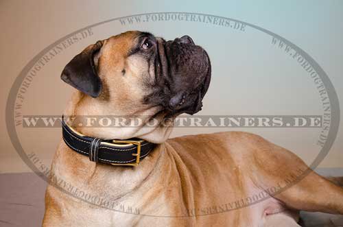 Leder Halsband für Bullmastiff, Nappa 