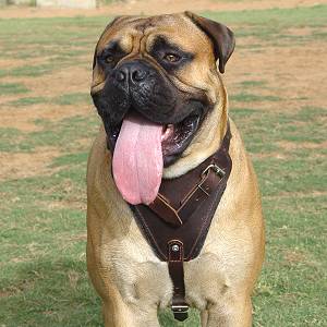 Bullmastiff Dog Harness K9