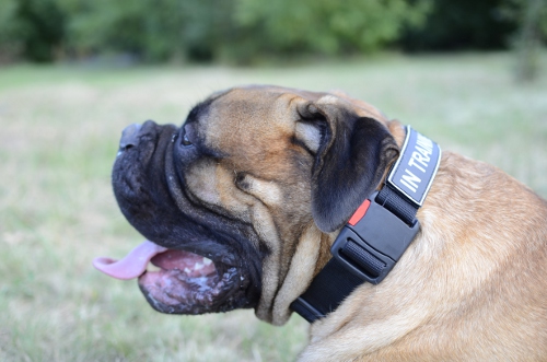 Halsband Nylon für Bullmastiff | Halsband für K9 Hunde - zum Schließen ins Bild klicken